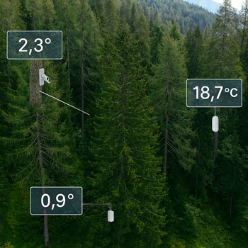 Monitoreo de la estabilidad de los árboles